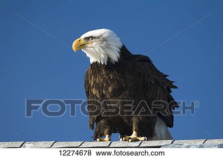 Bald Eagle (Haliaeetus leucocephalus) perched on a roof; Homer, Alaska, United States of America View Large Photo Image Stock Photo - Bald Eagle (Haliaeetus leucocephalus) perched on a roof; Homer, Alaska, United States of America. Fotosearch
