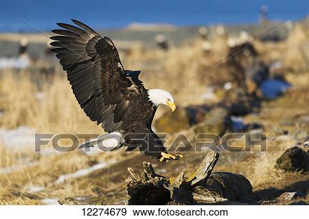 Stock Photo - Bald Eagle (Haliaeetus leucocephalus) landing on driftwood; Homer, Alaska, United States of America. Fotosearch