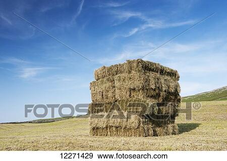 Stock Photo - Bales of hay, stacked in a flat eight system; Cumbria, England. Fotosearch