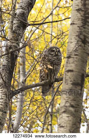 Picture - Barred owl (Strix varia) on aspen tree beside an urban walking trail; Edmonton, Alberta, Canada. Fotosearch