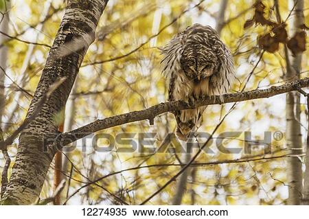 Barred owl (Strix varia) on aspen tree beside an urban walking trail; Edmonton, Alberta, Canada View Large Photo Image Stock Photography - Barred owl (Strix varia) on aspen tree beside an urban walking trail; Edmonton, Alberta, Canada. Fotosearch