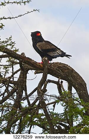 Stock Photo - Bateleur (Terathopius ecaudatus), Mara Naboisho Conservancy; Kenya. Fotosearch