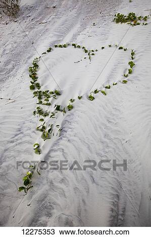 Stock Image - Beach vines with green leaves growing in the shape of a heart on light colored sand; United States of America. Fotosearch