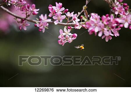 Stock Photograph - Bee going about its springtime ritual of gathering pollen from cherry tree blossoms; Trochu, Alberta, Canada. Fotosearch