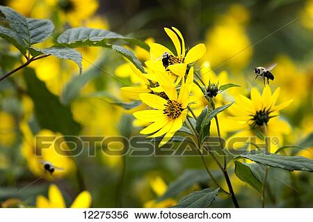 Bees flying and landing on vivid yellow flowers; United States of America View Large Photo Image Stock Photograph - Bees flying and landing on vivid yellow flowers; United States of America. Fotosearch