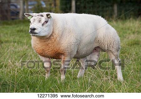 Beltex sheep in Scottish countryside; Scotland View Large Photo Image Stock Photography - Beltex sheep in Scottish countryside; Scotland. Fotosearch