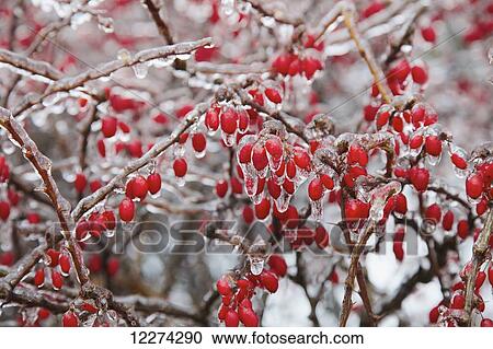 Berries frozen after ice storm; Toronto, Ontario, Canada View Large Photo Image Stock Image - Berries frozen after ice storm; Toronto, Ontario, Canada. Fotosearch