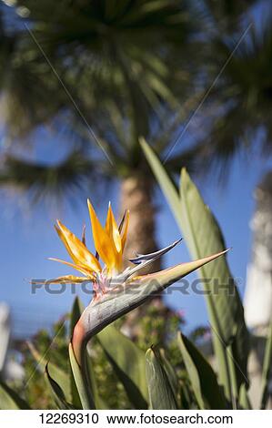 Bird of Paradise flower (Strelitzia); Paphos, Cyprus View Large Photo Image Stock Image - Bird of Paradise flower (Strelitzia); Paphos, Cyprus. Fotosearch
