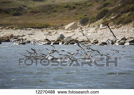 Stock Photo - Birds feeding on bait fish off Martha's Vineyard; Massachusetts, United States of America. Fotosearch