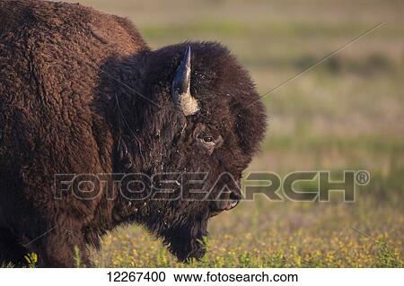 Stock Image - Bison in Grasslands National Park; Saskatchewan, Canada. Fotosearch