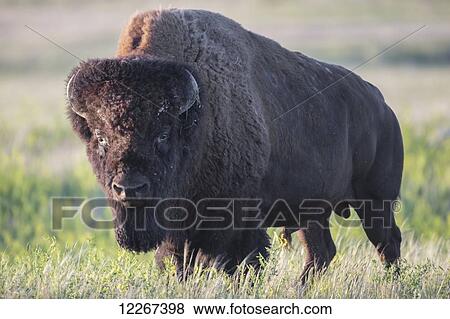 Stock Photo - Bison in Grasslands National Park; Saskatchewan, Canada. Fotosearch