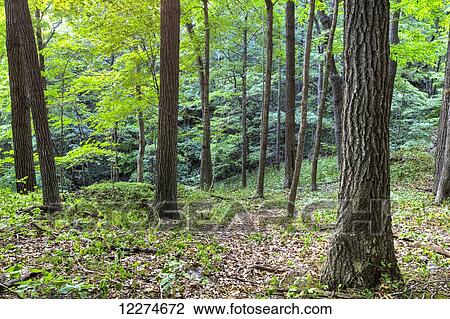 Stock Image - Bixby State Preserve, near Edgewood; Iowa, United States of America. Fotosearch