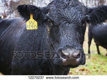 Stock Photo - Black Angus cow with a yellow ear tag looking at camera; Kentucky, United States of America. Fotosearch