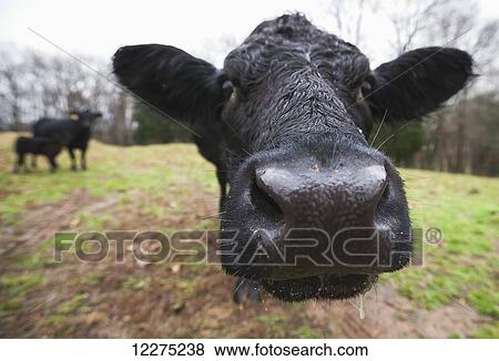 Stock Photo - Black Angus cow with nose up in front of camera lens; Kentucky, United States of America. Fotosearch