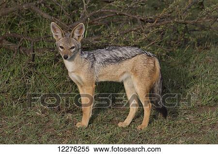 Black-backed jackal (Canis mesomelas), Mara Naboisho Conservancy; Kenya View Large Photo Image Stock Photography - Black-backed jackal (Canis mesomelas), Mara Naboisho Conservancy; Kenya. Fotosearch
