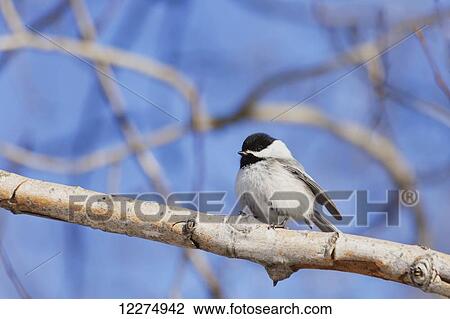 Stock Image - Black-capped chickadee (Poecile atricapillus) perched on branch against a blue sky; Edmonton, Alberta, Canada. Fotosearch