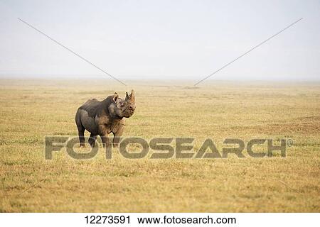Stock Image - Black rhinoceros sniffing the breeze in Ngorongoro Crater; Tanzania. Fotosearch