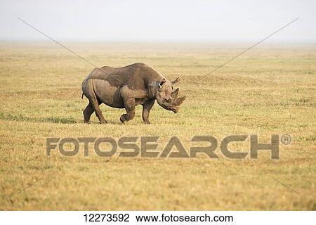 Black rhinoceros walking in Ngorongoro Crater; Tanzania View Large Photo Image Stock Image - Black rhinoceros walking in Ngorongoro Crater; Tanzania. Fotosearch