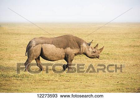 Stock Image - Black rhinoceros walking in Ngorongoro Crater; Tanzania. Fotosearch