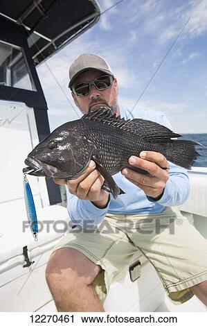 Black sea bass caught off the coast of Martha's Vineyard; Massachusetts, United States of America View Large Photo Image Stock Image - Black sea bass caught off the coast of Martha's Vineyard; Massachusetts, United States of America. Fotosearch
