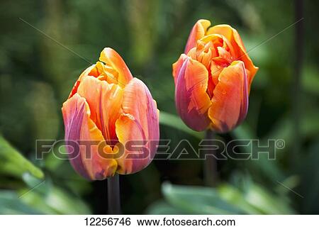 Stock Photograph - Blossoming multi-coloured tulips; British Columbia, Canada. Fotosearch