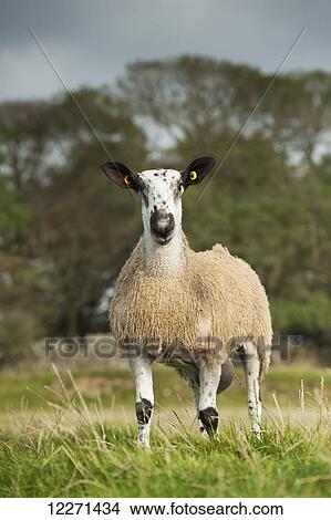 Blue Faced Leicester ram lamb in field; Cumbria, England View Large Photo Image Picture - Blue Faced Leicester ram lamb in field; Cumbria, England. Fotosearch