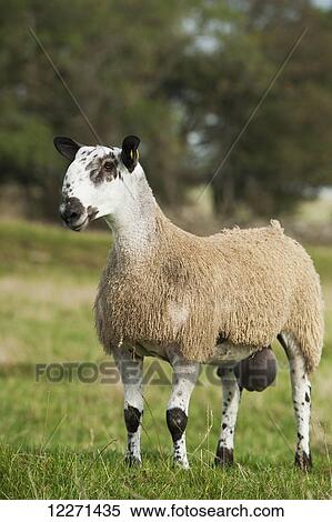 Blue Faced Leicester ram lamb in field; Cumbria, England View Large Photo Image Stock Photography - Blue Faced Leicester ram lamb in field; Cumbria, England. Fotosearch