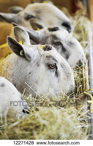 Blue Faced Leicester sheep eating hay out of a rack; United Kingdom View Large Photo Image Stock Photo - Blue Faced Leicester sheep eating hay out of a rack; United Kingdom. Fotosearch