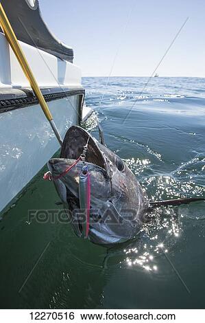 Blue fin Tuna caught; Massachusetts, United States of America View Large Photo Image Stock Photograph - Blue fin Tuna caught; Massachusetts, United States of America. Fotosearch