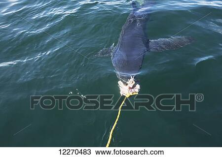 Stock Image - Blue Shark on a rope in the water; Massachusetts, United States of America. Fotosearch