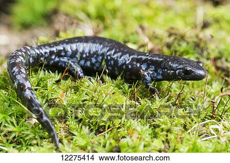 Blue-spotted salamander (ambystoma laterale) crawling over moss; Ontario, Canada View Large Photo Image Picture - Blue-spotted salamander (ambystoma laterale) crawling over moss; Ontario, Canada. Fotosearch