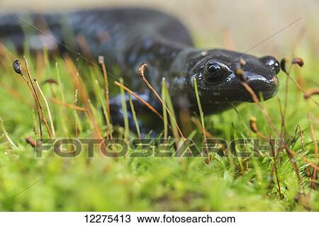 Stock Image - Blue-spotted salamander (ambystoma laterale) crawling over moss; Ontario, Canada. Fotosearch
