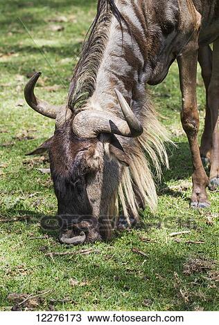 Blue wildebeest (Connochaetes taurinus), Lake Naivasha National Park; Kenya View Large Photo Image Stock Image - Blue wildebeest (Connochaetes taurinus), Lake Naivasha National Park; Kenya. Fotosearch