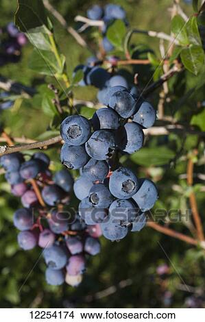 Blueberries growing on a tree; Dunham, Quebec, Canada View Large Photo Image Picture - Blueberries growing on a tree; Dunham, Quebec, Canada. Fotosearch