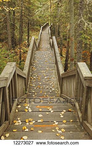 Boardwalk through forest in autumn View Large Photo Image Stock Photo - Boardwalk through forest in autumn . Fotosearch