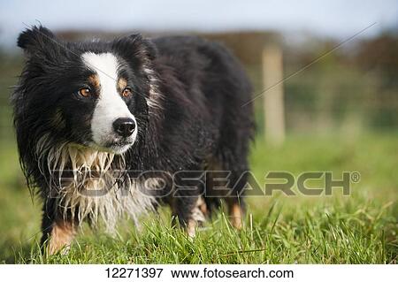 Stock Photo - Border Collie Sheepdog watching sheep; United Kingdom. Fotosearch