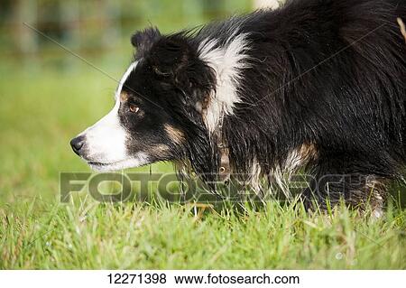 Stock Photo - Border Collie Sheepdog watching sheep; United Kingdom. Fotosearch