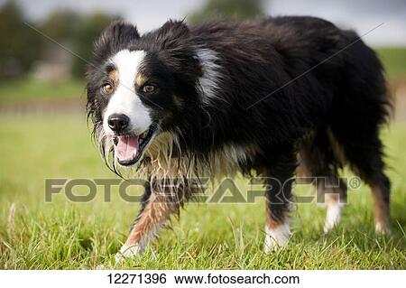 Border Collie Sheepdog watching sheep; United Kingdom View Large Photo Image Stock Photograph - Border Collie Sheepdog watching sheep; United Kingdom. Fotosearch