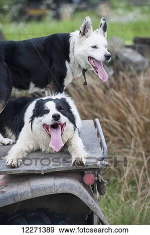 Stock Photo - Border Collie sheepdogs sitting on the rear rack of an ATV quad bike; United Kingdom. Fotosearch
