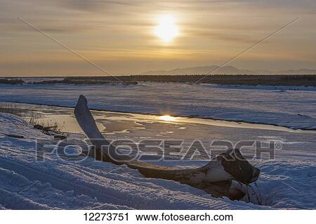Stock Image - Bow Whale jaw bone on the bank of the frozen Noatak River during sunset in winter; Noatak, Alaska, United States of America. Fotosearch