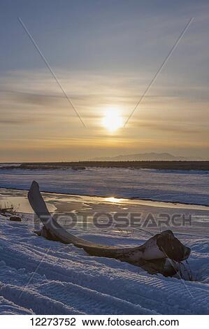 Stock Image - Bow Whale jaw bone on the bank of the frozen Noatak River during sunset in winter; Noatak, Alaska, United States of America. Fotosearch