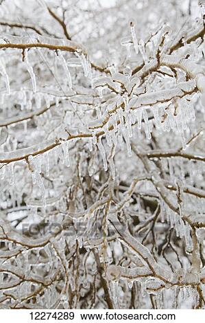Stock Photo - Branches covered in ice from storm; Toronto, Ontario, Canada. Fotosearch