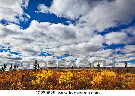 Stock Photo - Bright autumn coloured tundra under blue sky with clouds; Eureka, Alaska, United States of America. Fotosearch