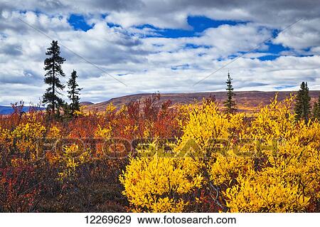 Stock Photo - Bright autumn coloured tundra under blue sky with clouds; Eureka, Alaska, United States of America. Fotosearch