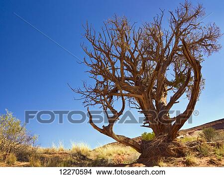 Bristlecone Pine tree in the desert; Hanksville, Utah, United States of America View Large Photo Image Picture - Bristlecone Pine tree in the desert; Hanksville, Utah, United States of America. Fotosearch