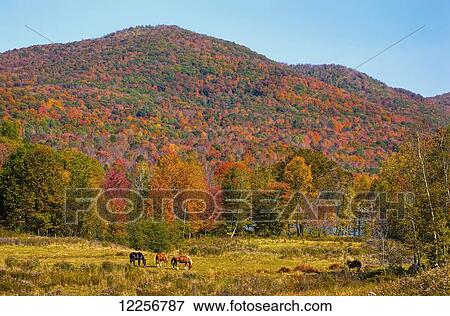 Stock Photo - Bromont mountain in autumn; Bromont, Quebec, Canada. Fotosearch