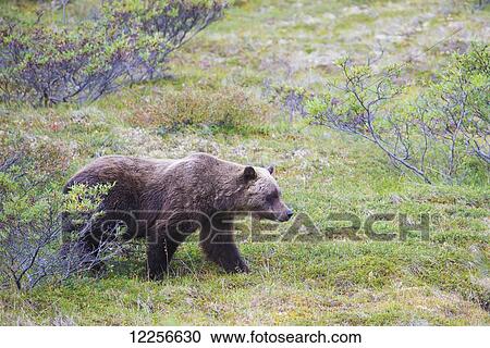 Stock Image - Brown Bear in Denali National Park, Autumn, Interior Alaska. Fotosearch