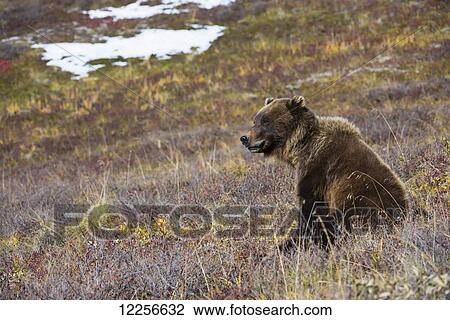 Brown Bear in Denali National Park, Autumn, Interior Alaska View Large Photo Image Stock Image - Brown Bear in Denali National Park, Autumn, Interior Alaska. Fotosearch