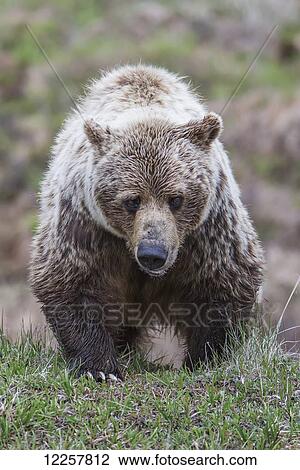 Brown bear in Denali National Park, Interior Alaska, Spring View Large Photo Image Stock Image - Brown bear in Denali National Park, Interior Alaska, Spring. Fotosearch