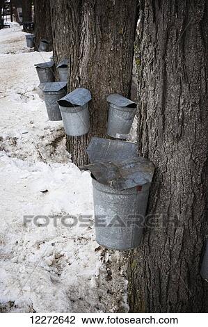Buckets hanging on tree trunks collecting sap; United States of America View Large Photo Image Stock Image - Buckets hanging on tree trunks collecting sap; United States of America. Fotosearch